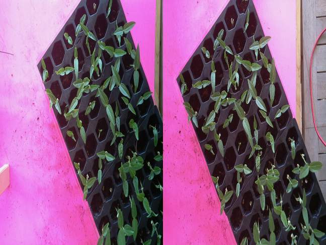 Sterioscopic view of potted seedlings