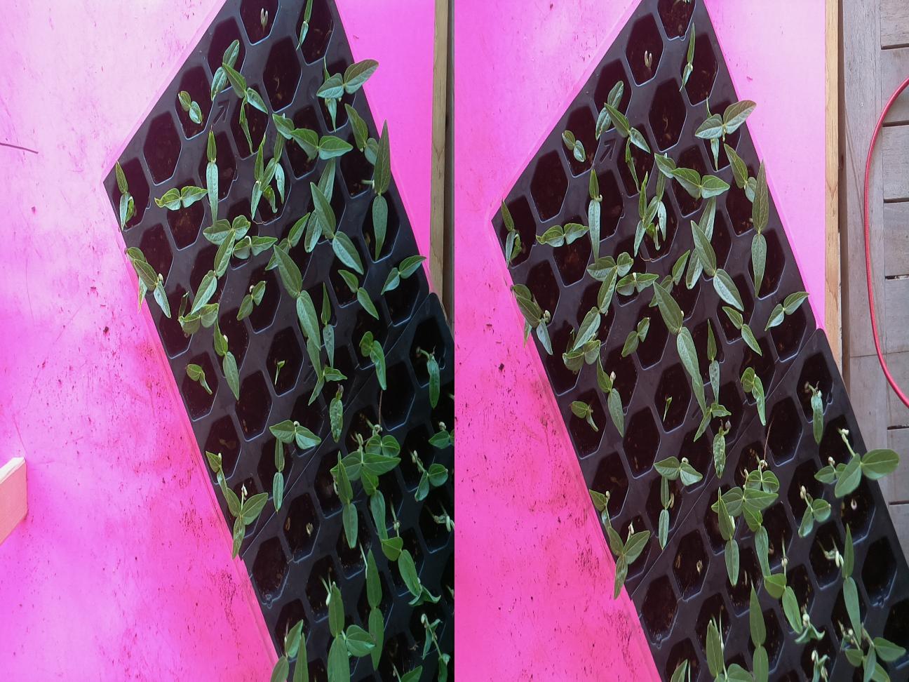 Sterioscopic view of pottend mung bean seedlings