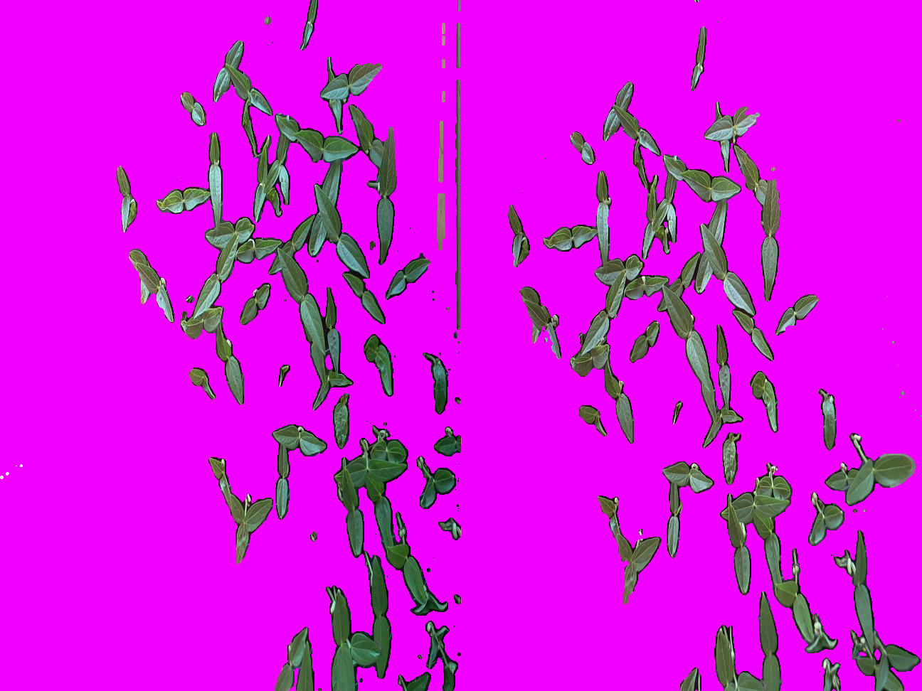 Sterioscopic view of mung beans with non-green areas removed.