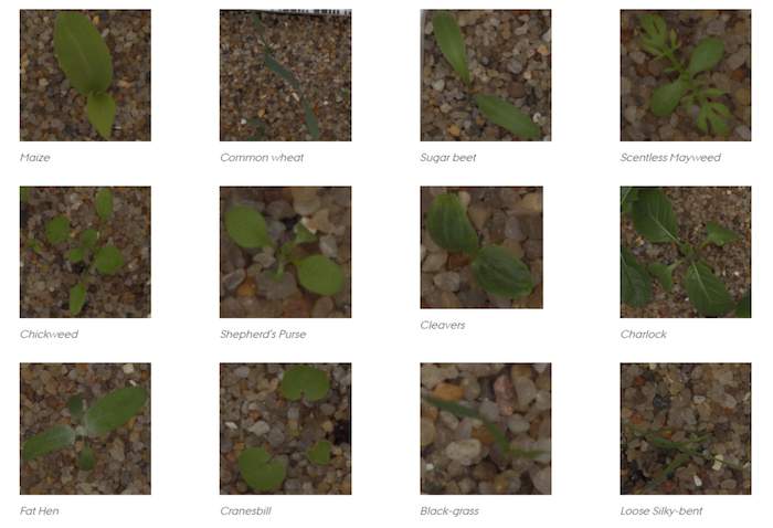 Grid of top down picrtures of seedlings